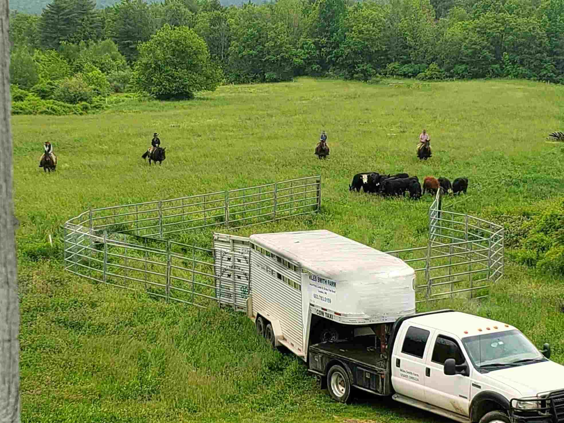 Capturing Cattle the Old-Fashioned Way