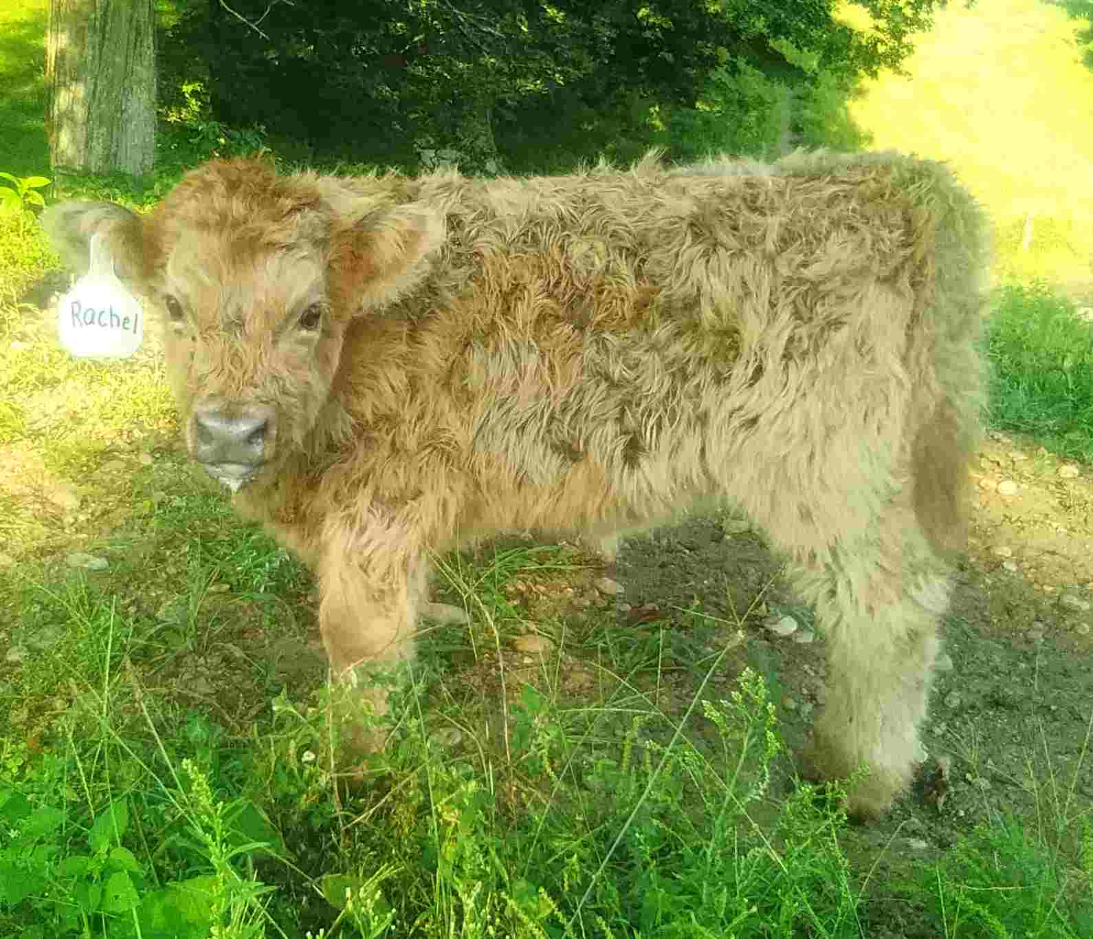 Highlander Cattle for Sale Miles Smith Farm