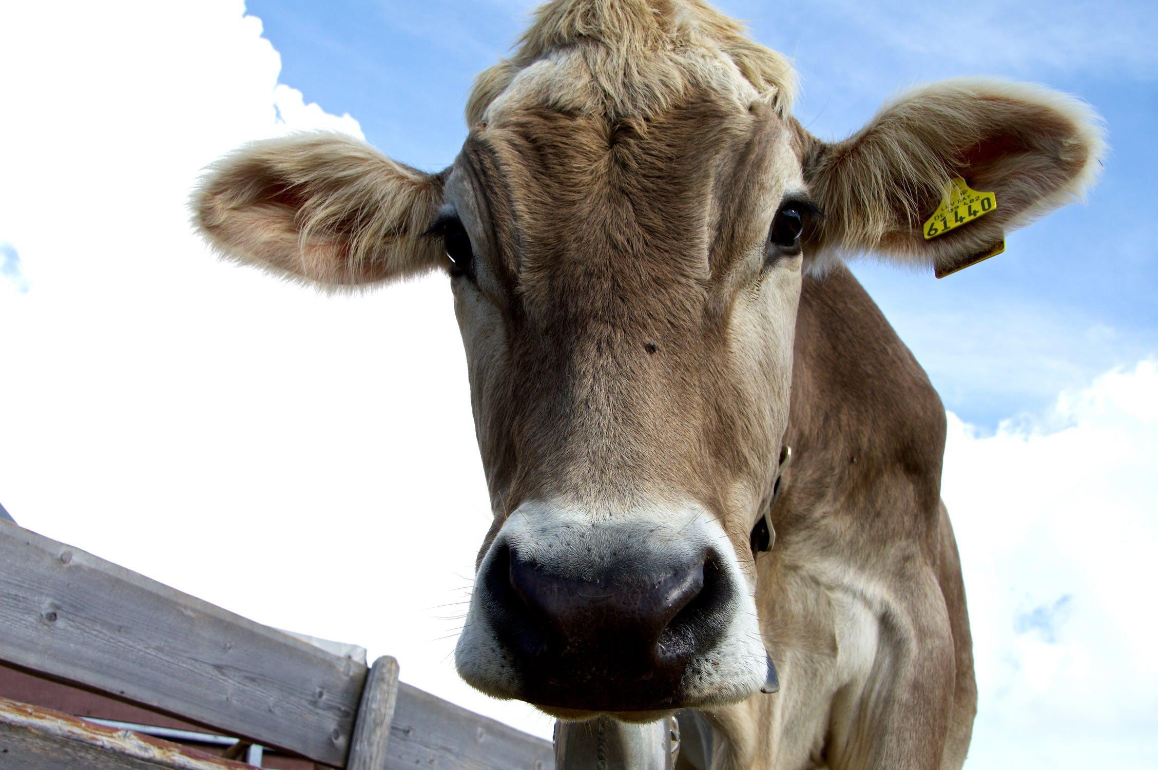 The misguiding nature of the new A2 milk discovery means you need to talk to your farmer.