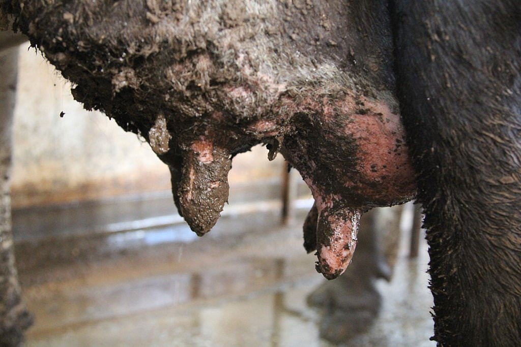 The udder truth about dirty teats