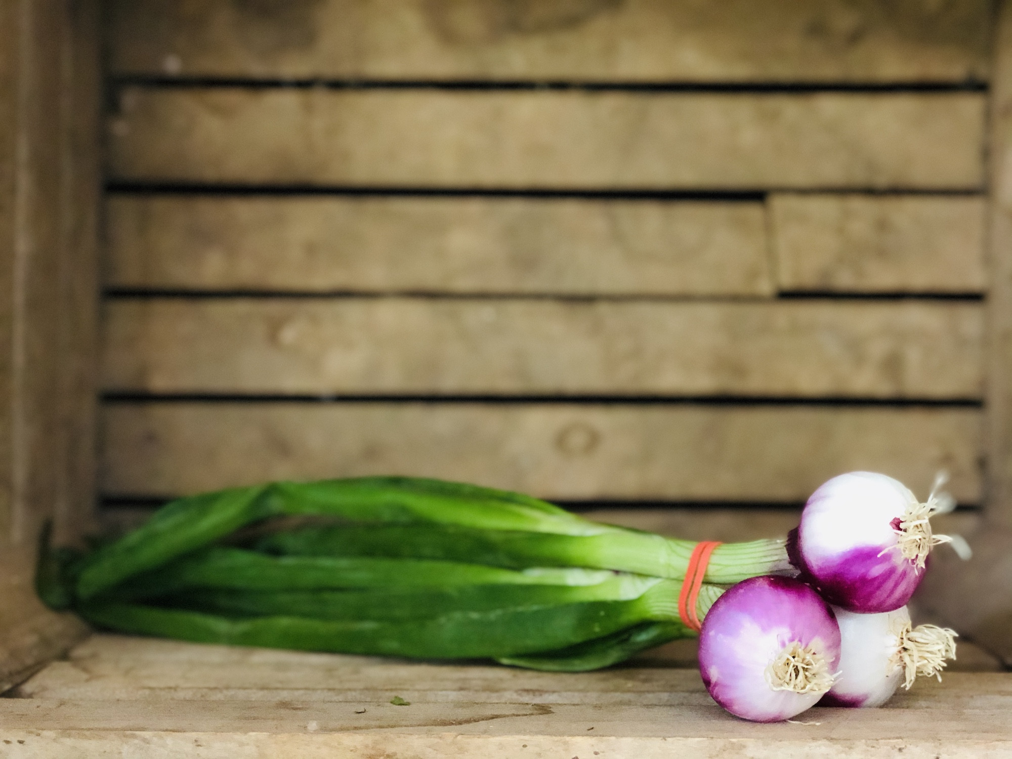 Mini Purplette Onions, 1 bunch Miller's Biodiversity Farm