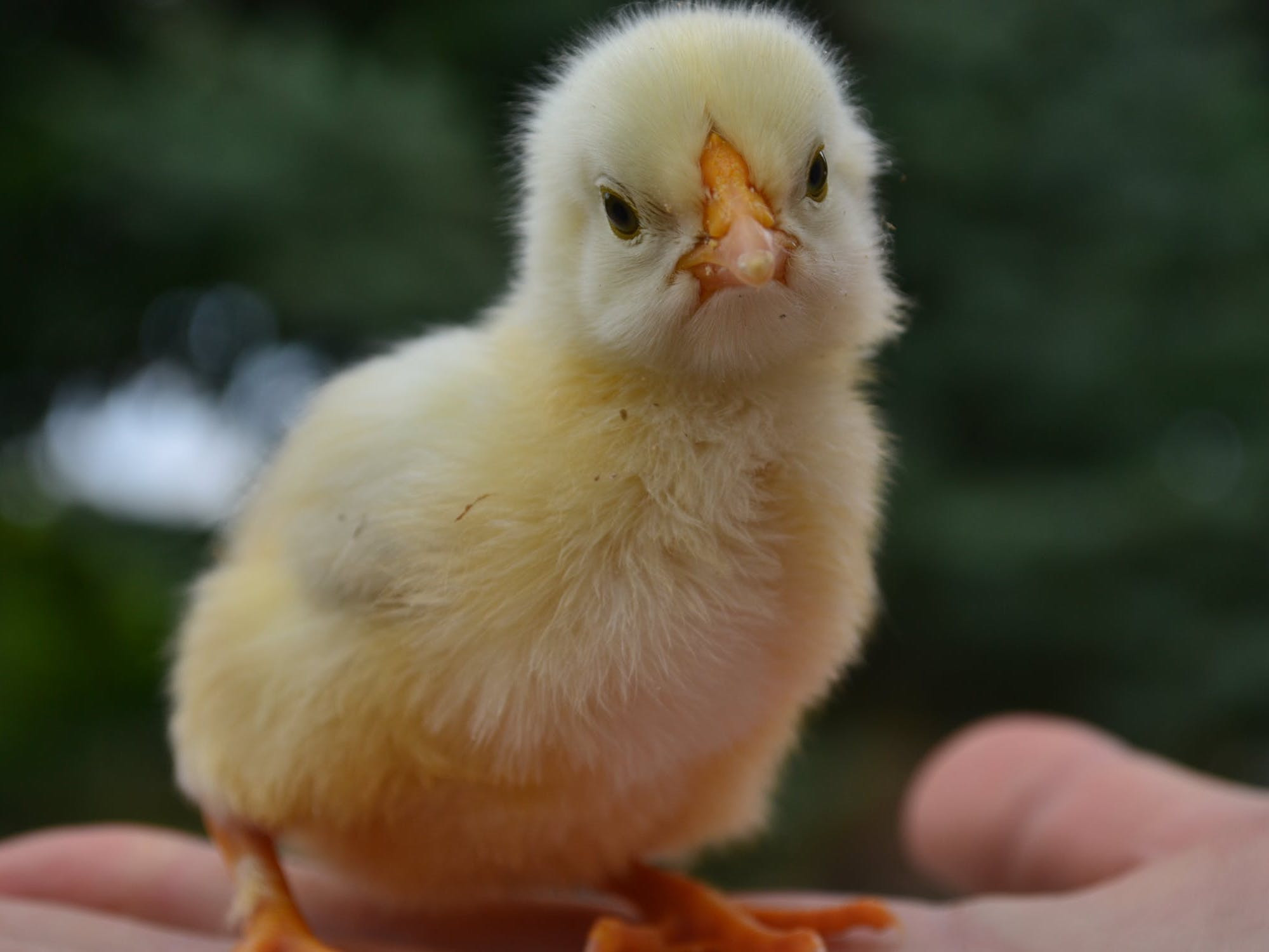 Day old chicks are vaccinated for what!? Well, thankfully not ours.