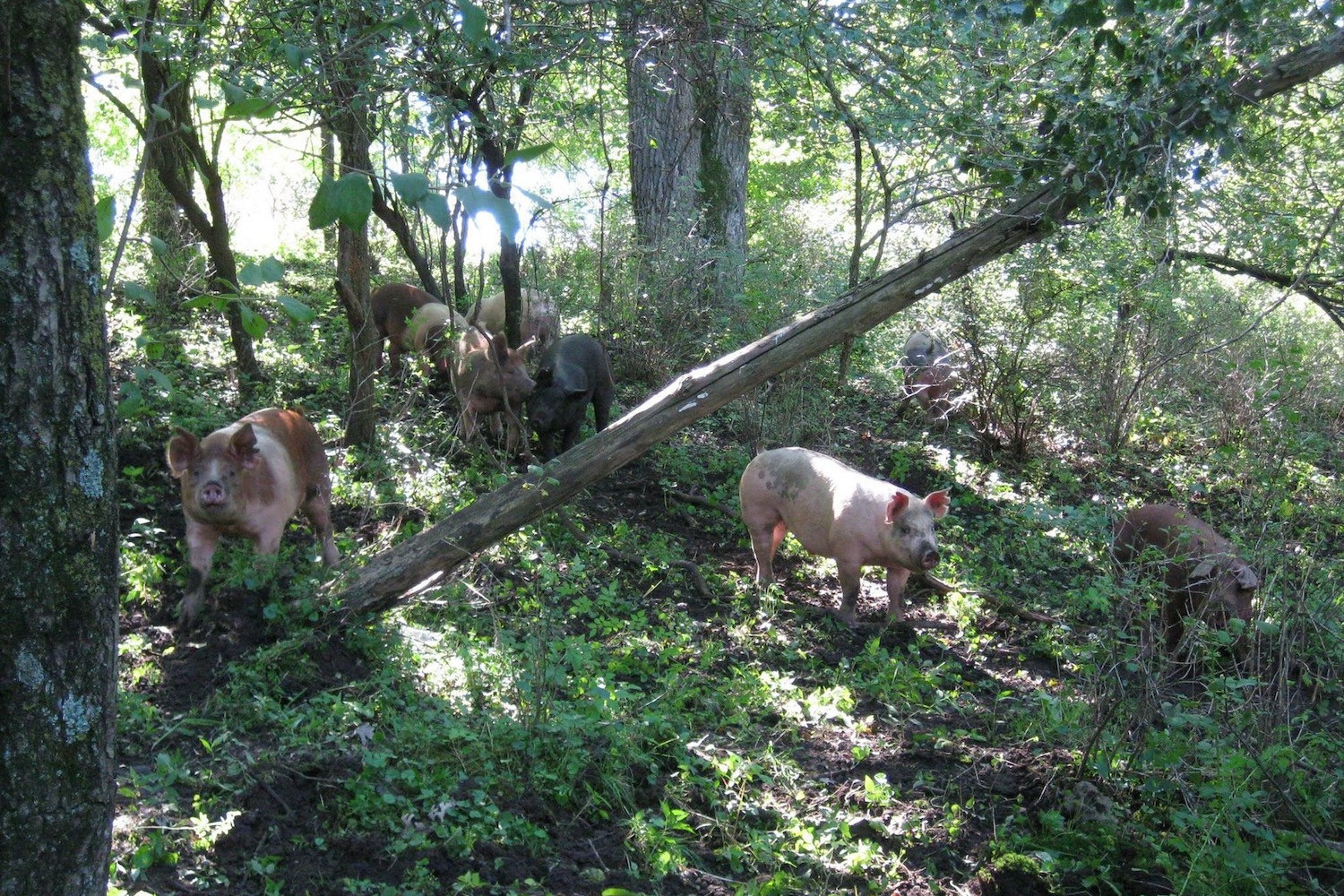 pigs-in-woods-2.jpeg