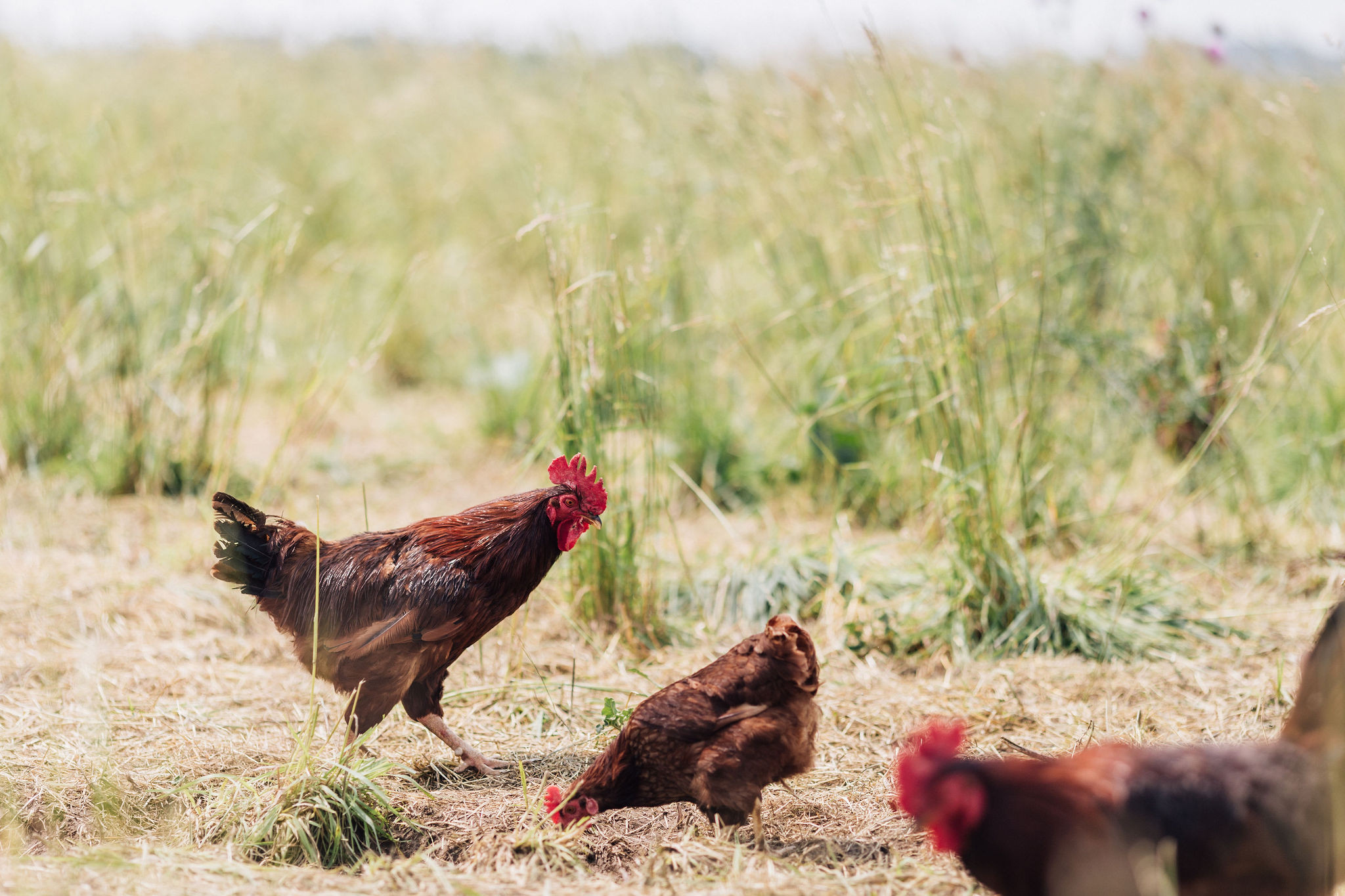 What's in our natural egg feed? And why is it in there anyway?