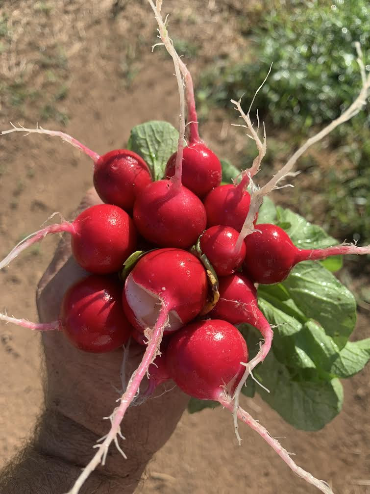 Red Radishes Nature Nine Farms