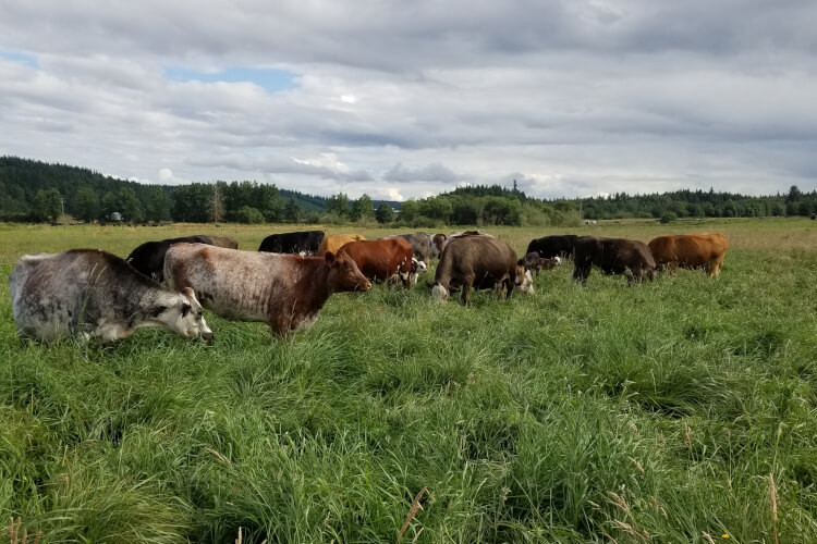 Cattle-Grazing.jpg