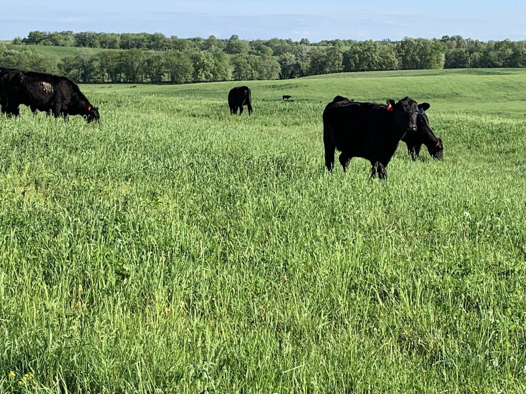 Girls grazing cover-crop