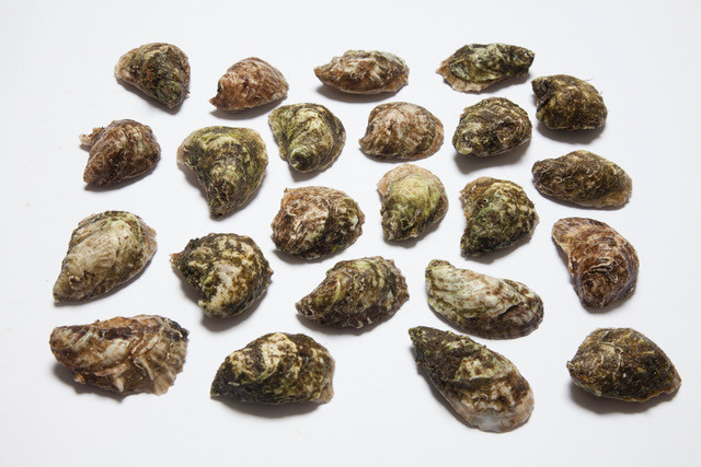 Walrus and Carpenter "Original" Oysters - 12 - Pat's Pastured