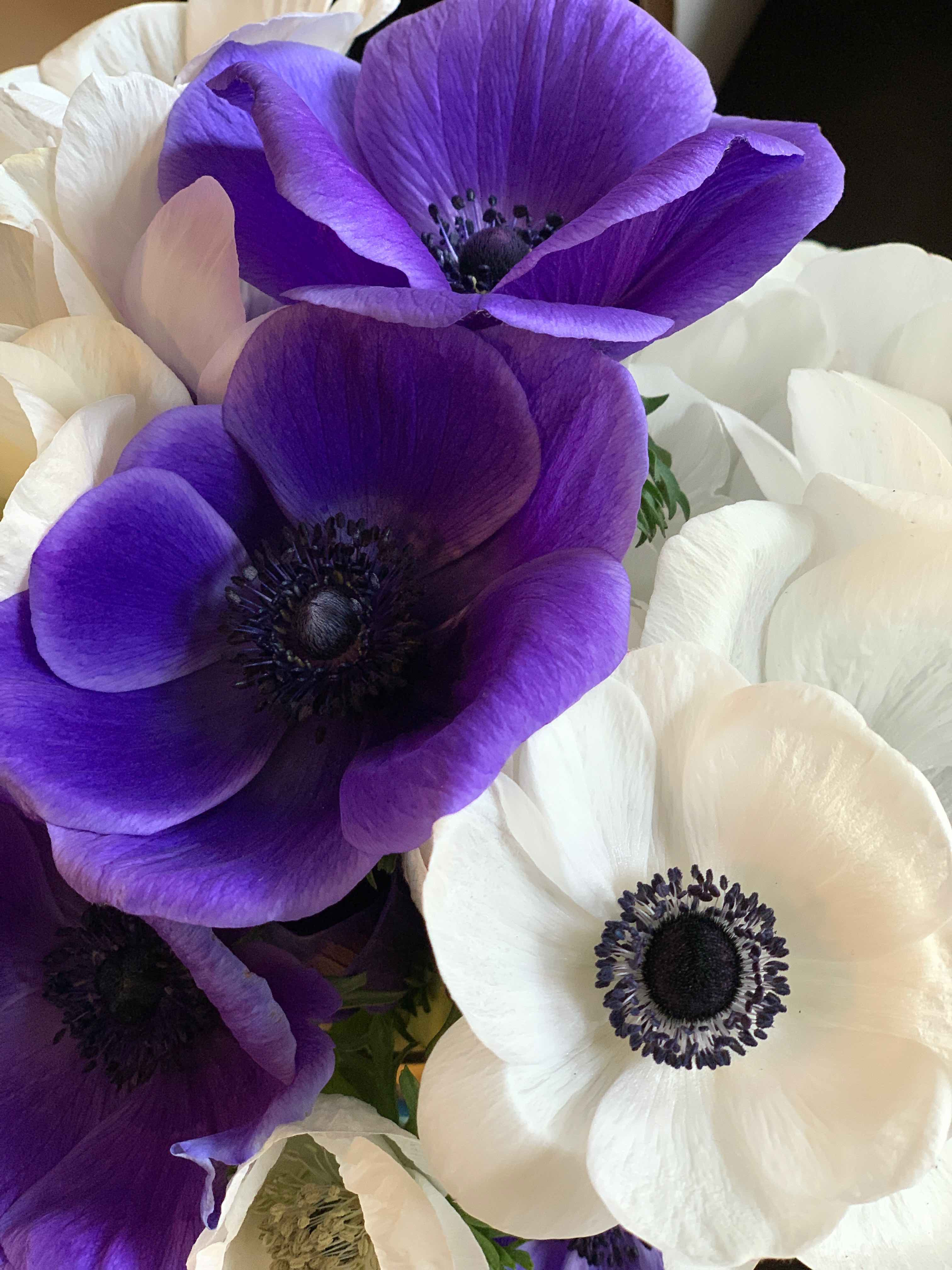 Anemone Mix Bunch Pat's Pastured