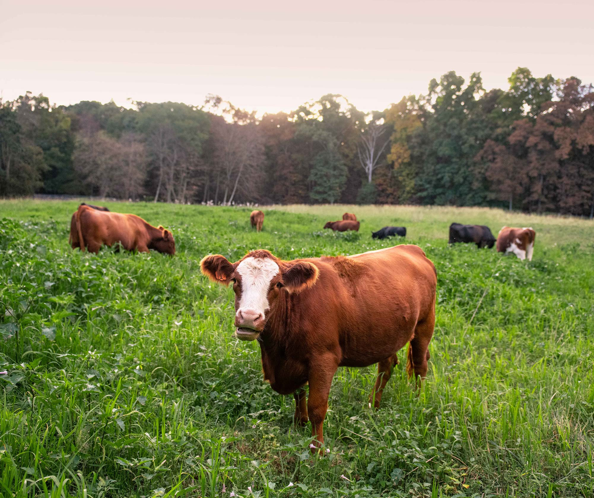 Local Rhode Island Farm Pat's Pastured