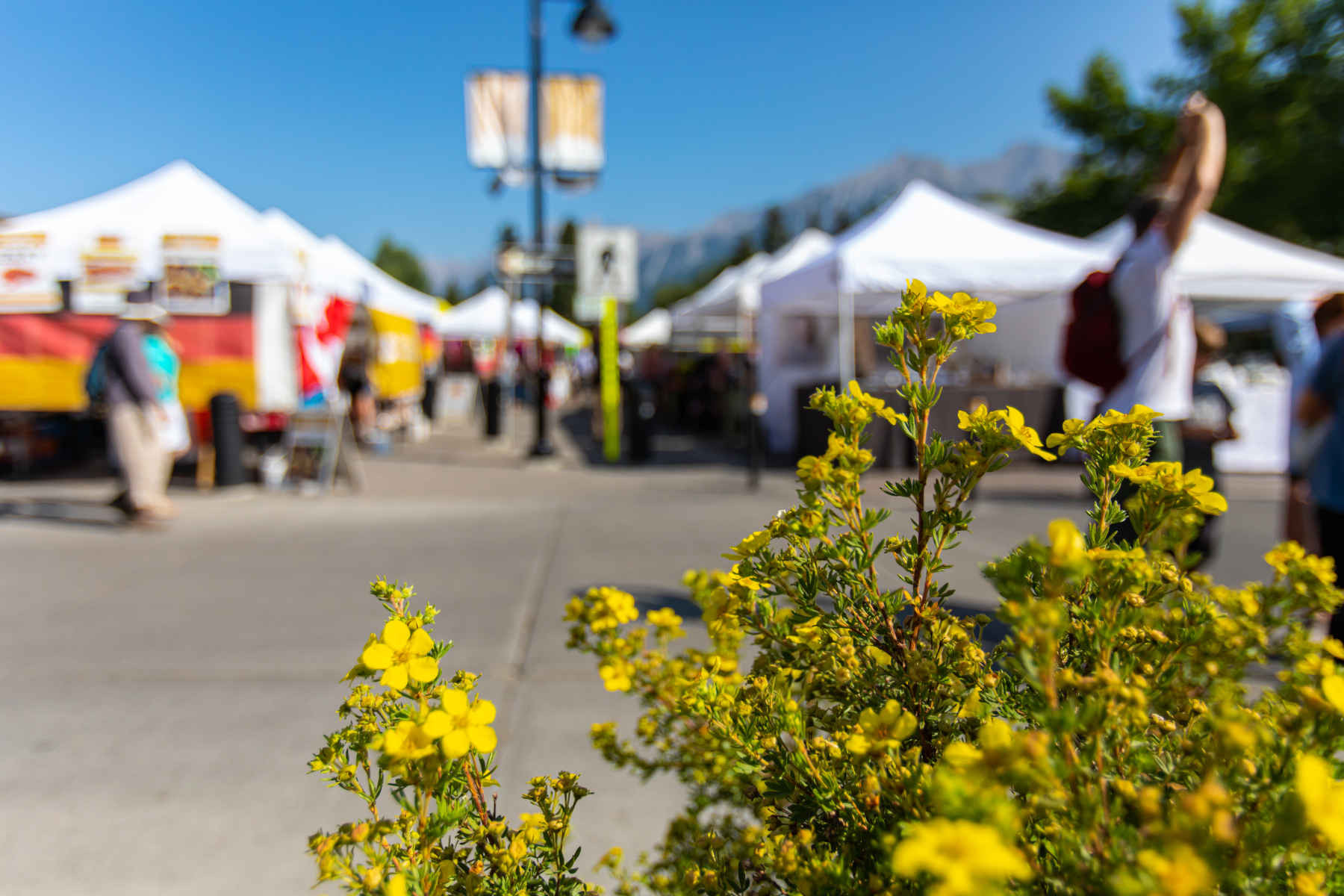 outdoor summer farmers market