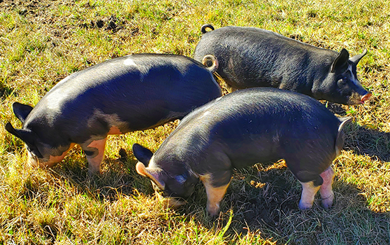 Tours and Merchandise