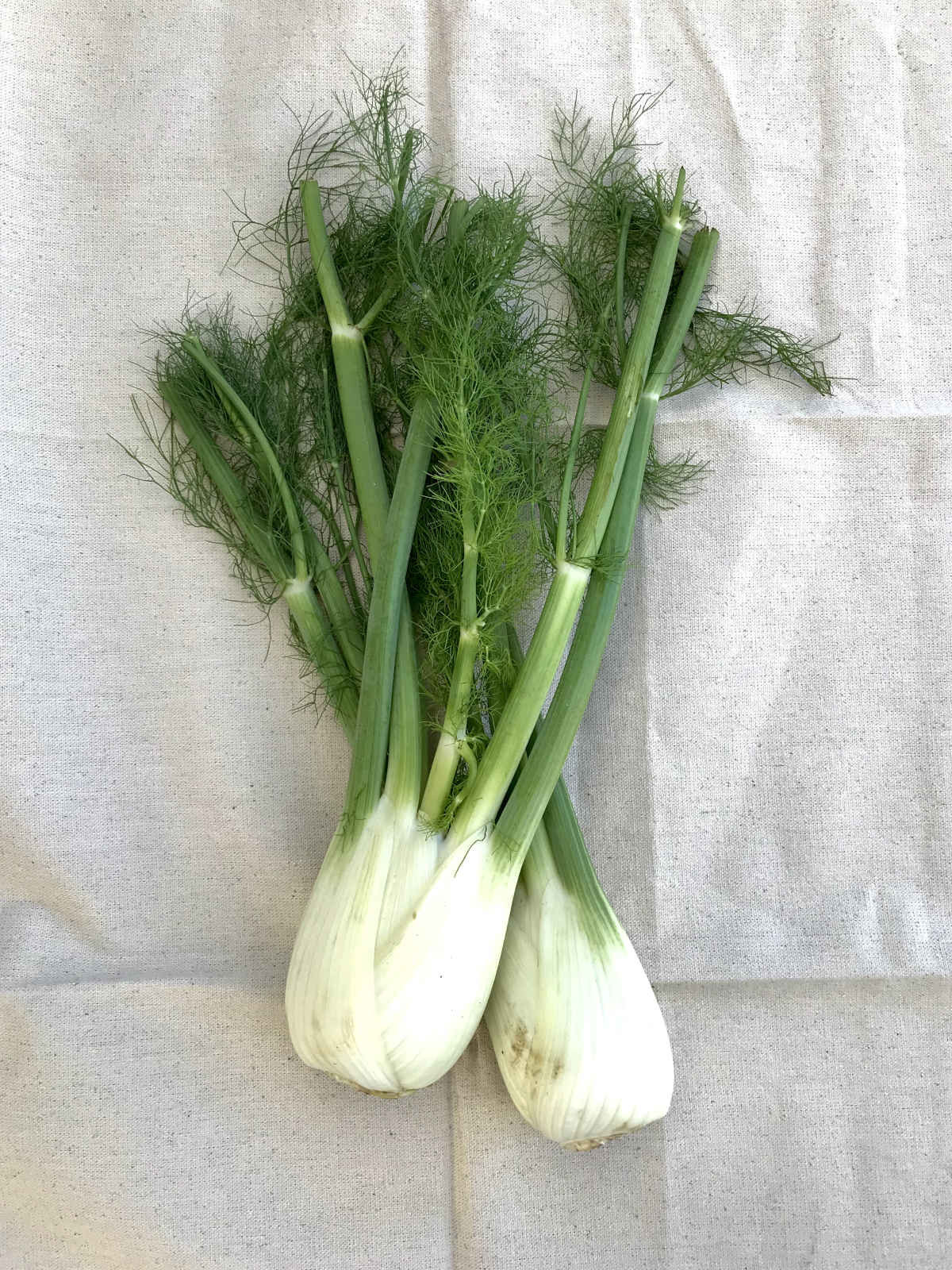 Fennel Bulb Peggotty Provisions