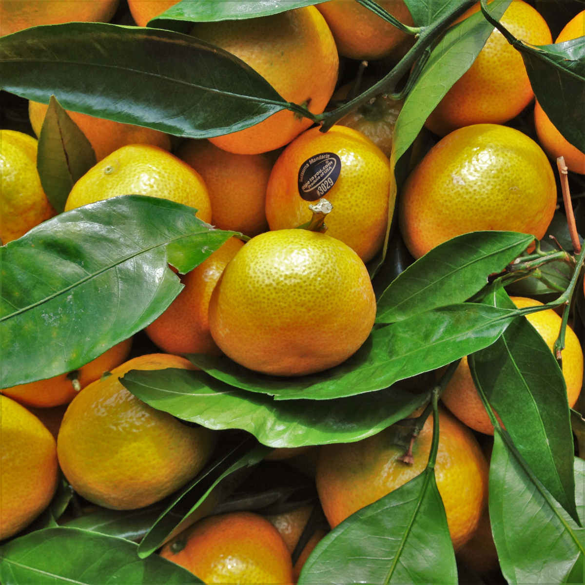 Satsuma Mandarin Oranges Peggotty Provisions