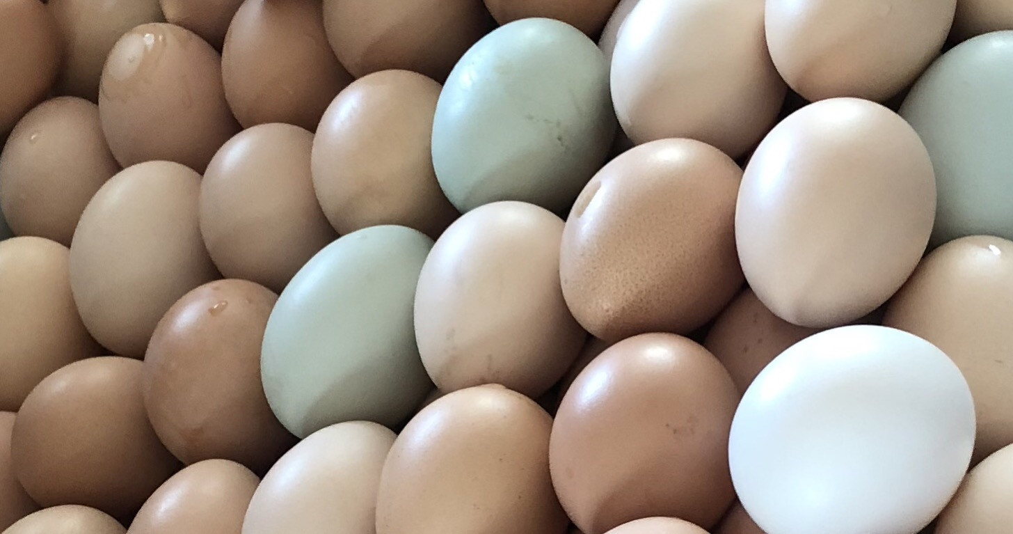 Dozen Fresh Eggs Pharis Farm