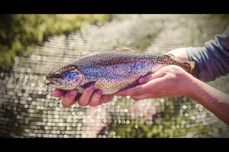 0.5-0.9lb | Whole Trout