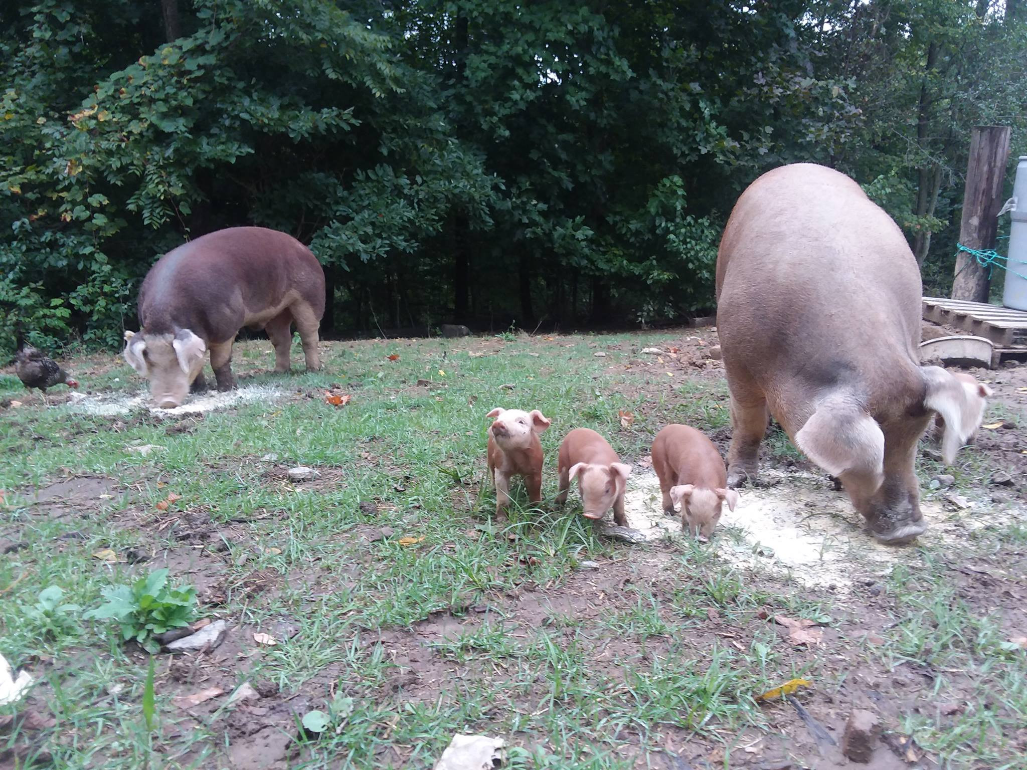 Registered Hereford Pigs Rax And Trax Llc