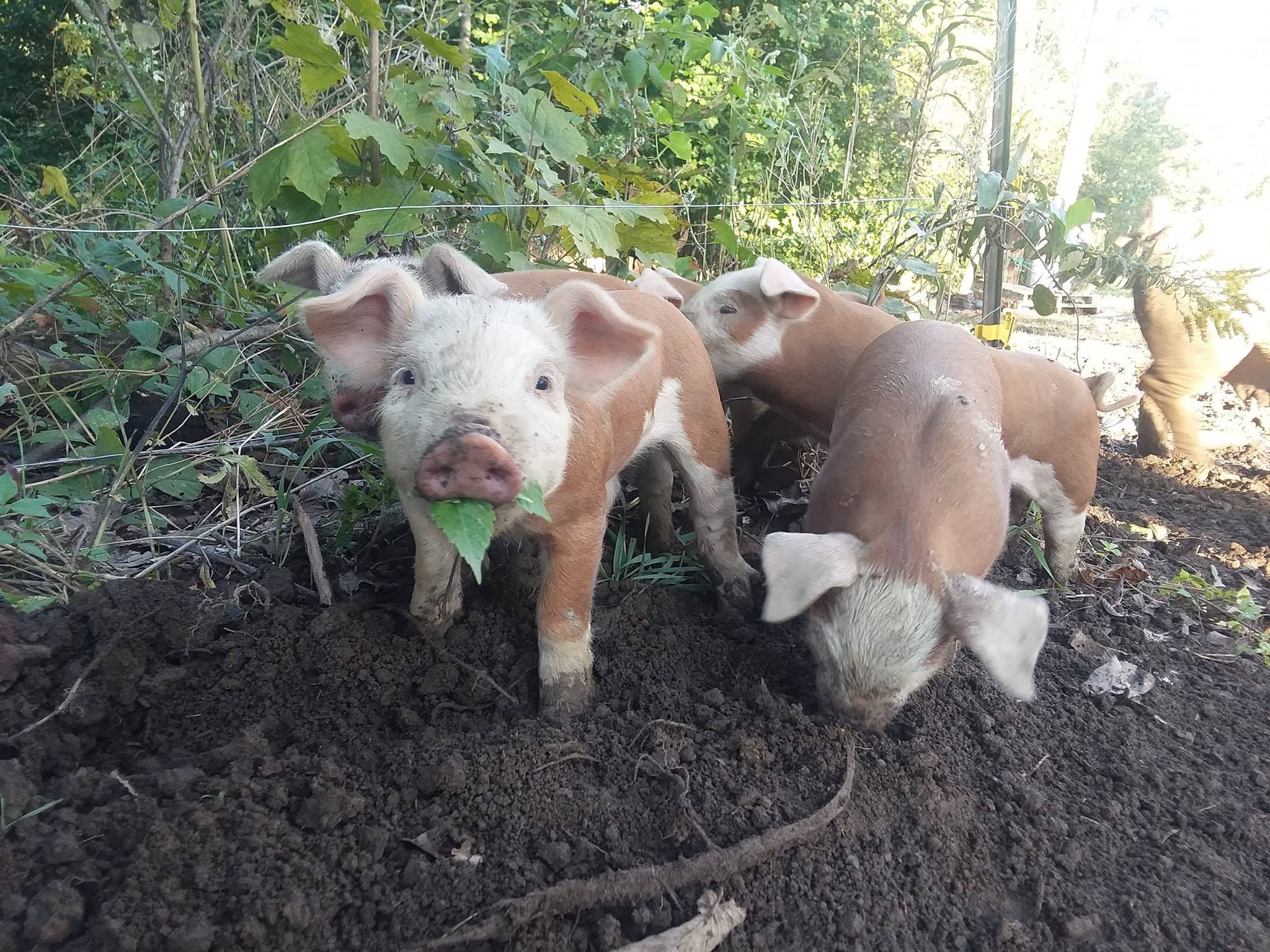 Registered Hereford Pigs Rax And Trax Llc