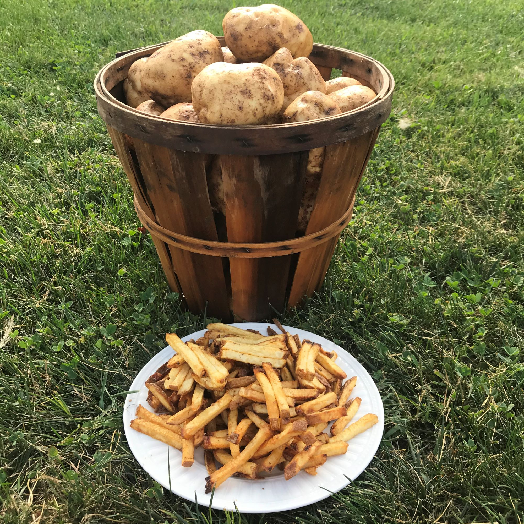 50 lbs French Fry Potatoes Red Hill Harvest
