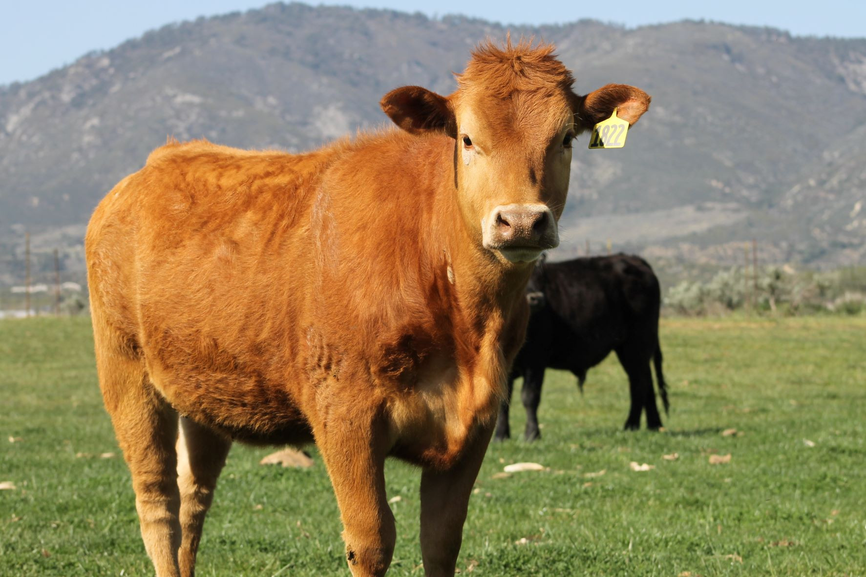 Show Steer