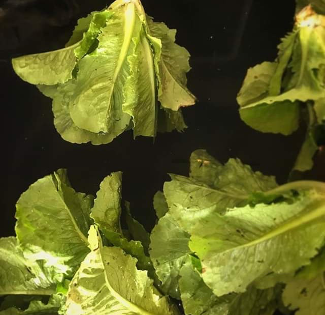 French crisp lettuce Serendipity Farms