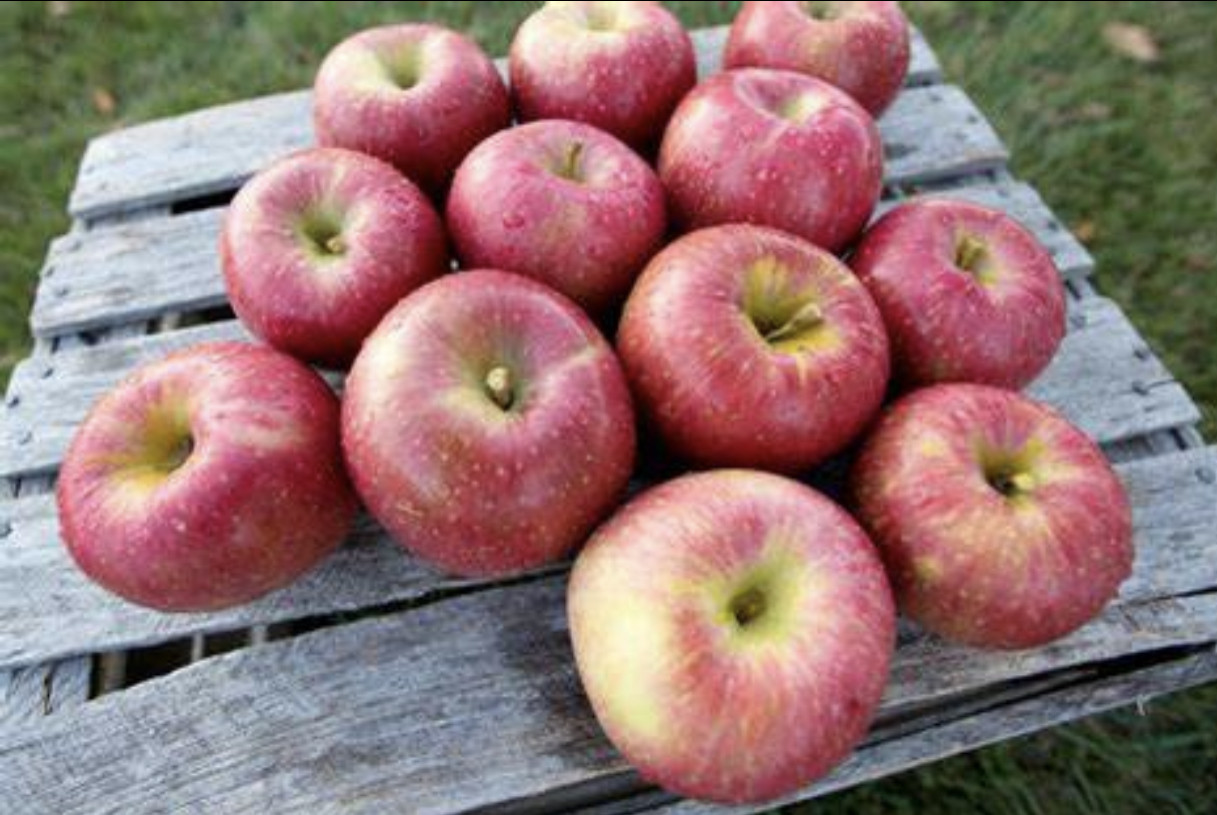 HoneyCrisp Apples 3lb bag Serendipity Farms