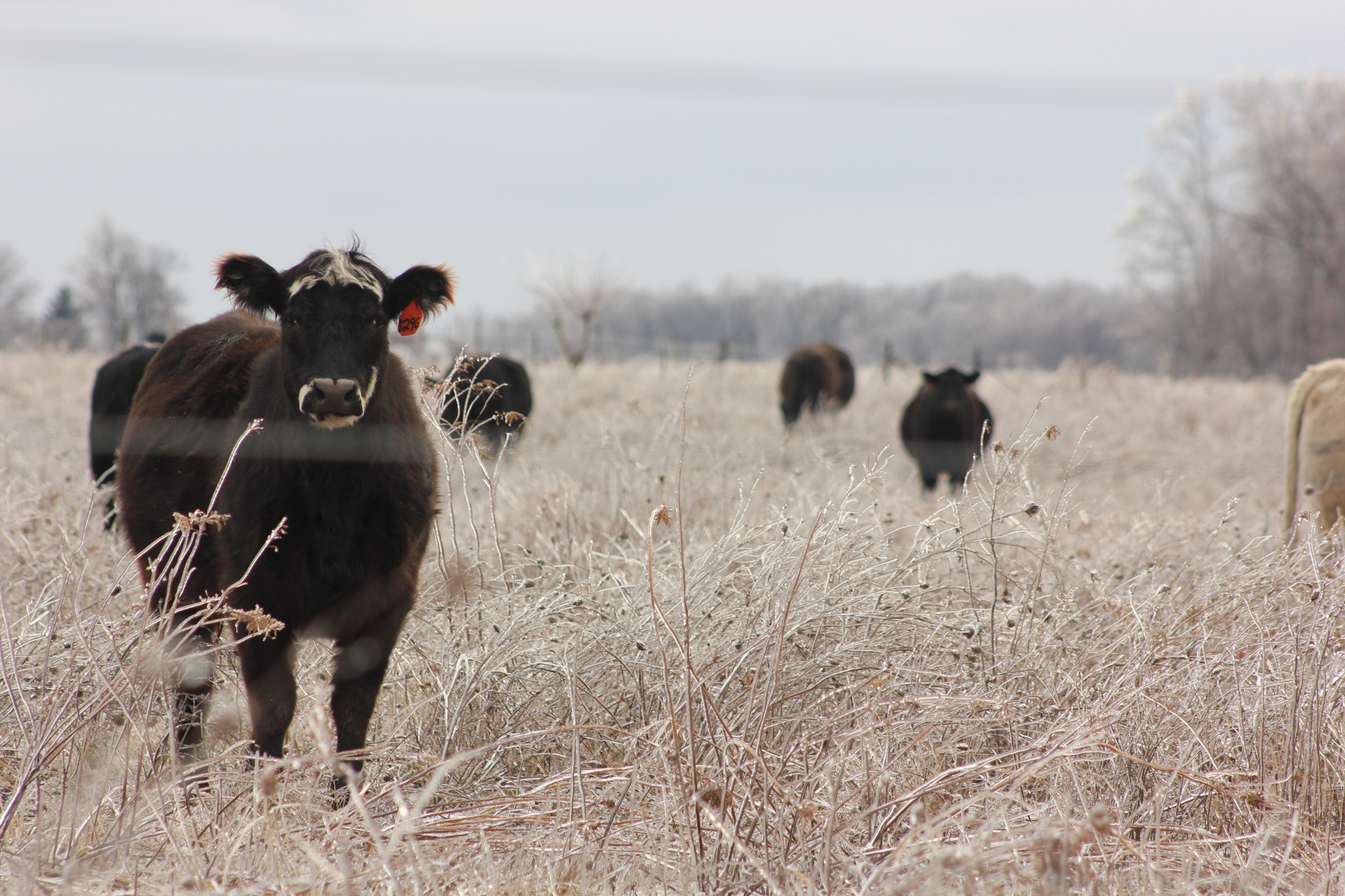 Regenerative Grazing How Sustainable Livestock Management Restores