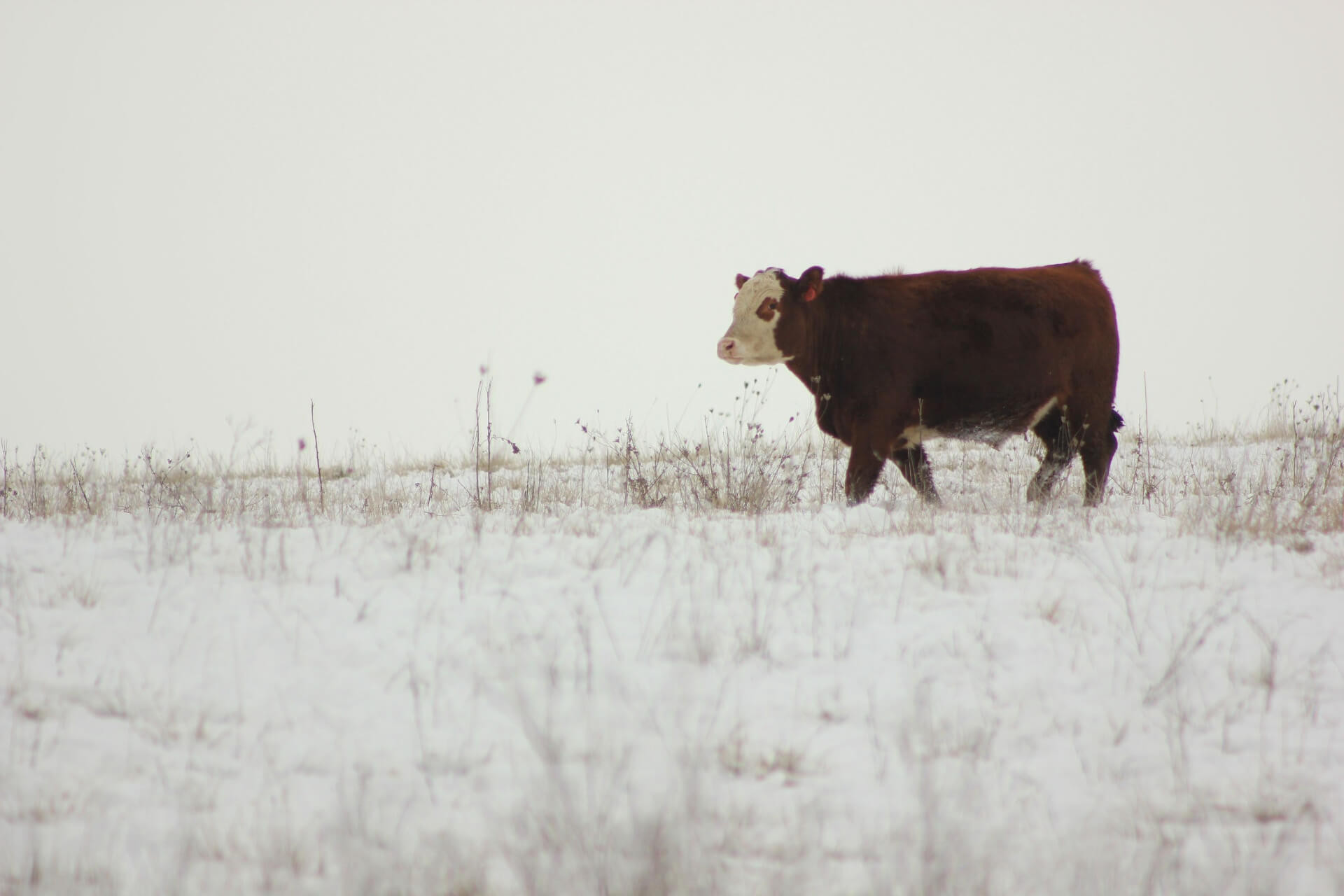 Regenerative Grazing: How Sustainable Livestock Management Restores ... - Dog Coat Benefits From Grazing In Nature