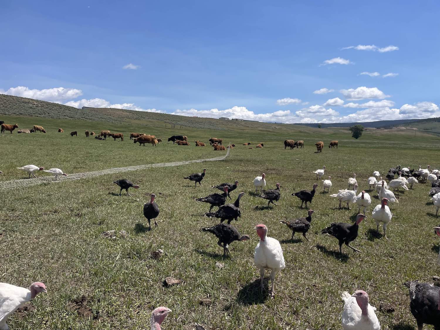 Much overdue farm update