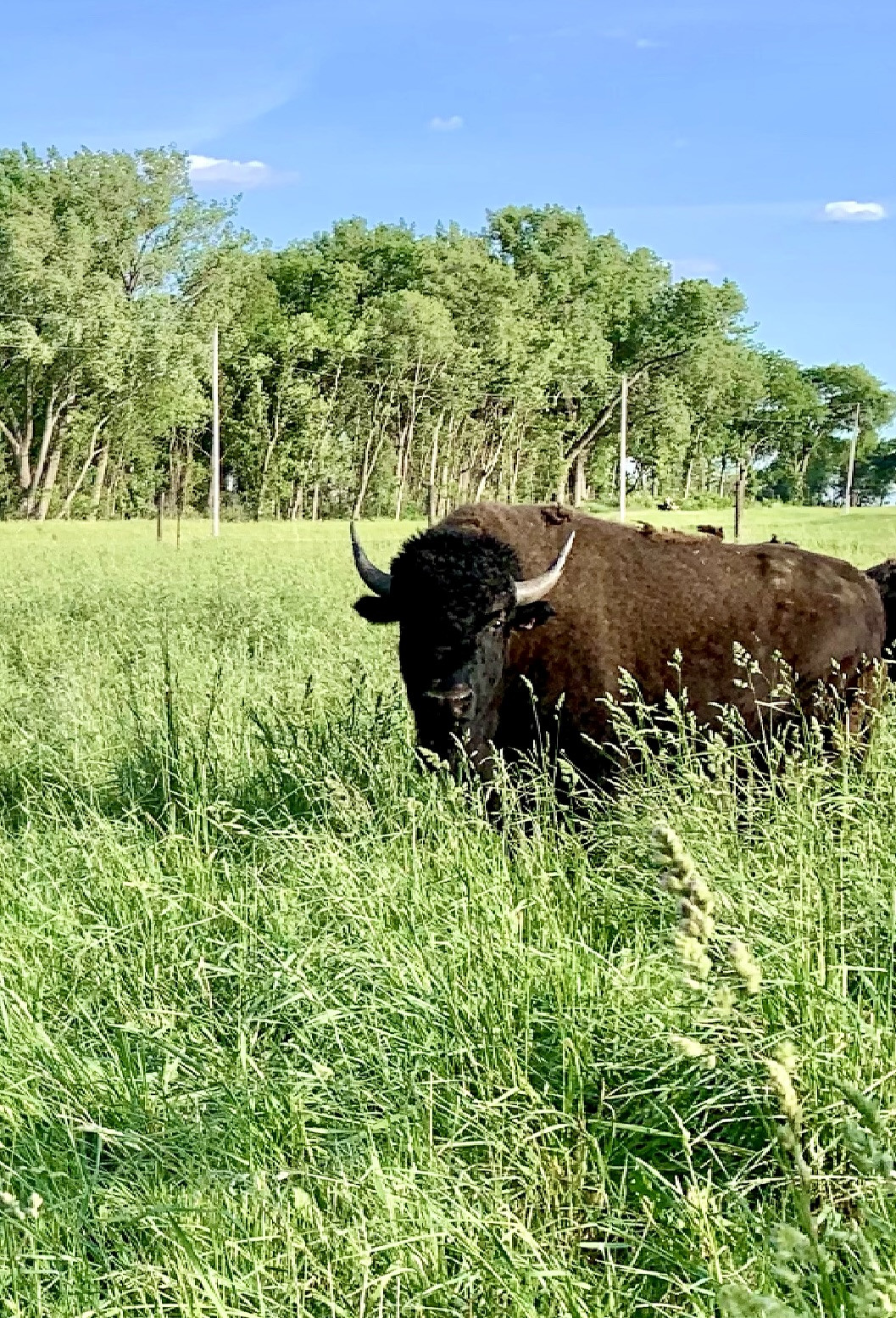 2025 Bison Half Deposit Sleepy Bison Acres