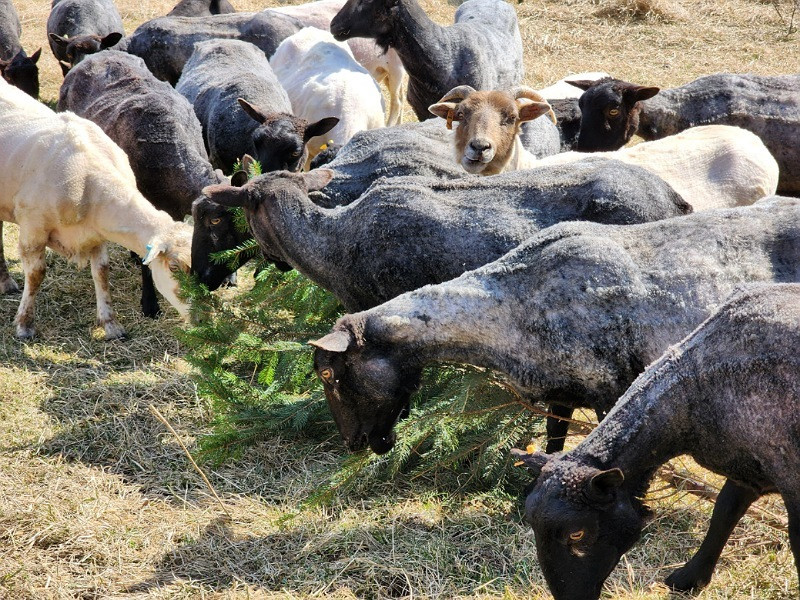 Sheep-eating-pine-at-Sparrow-Hill-Farm-in-Monroe-WI.jpg