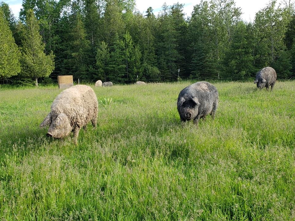 The Nutritional Superiority of Pasture Raised Animals Standen Acres