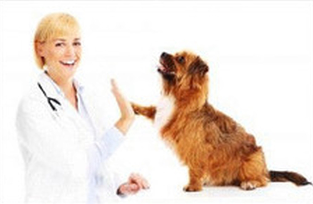 Education on Pregnancy testing for dogs TargetVet / BioMetallics