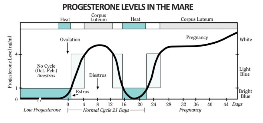 Education on progesterone Test kits for horses - TargetVet / BioMetallics