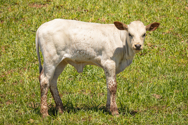 Heifer Calf - # 1