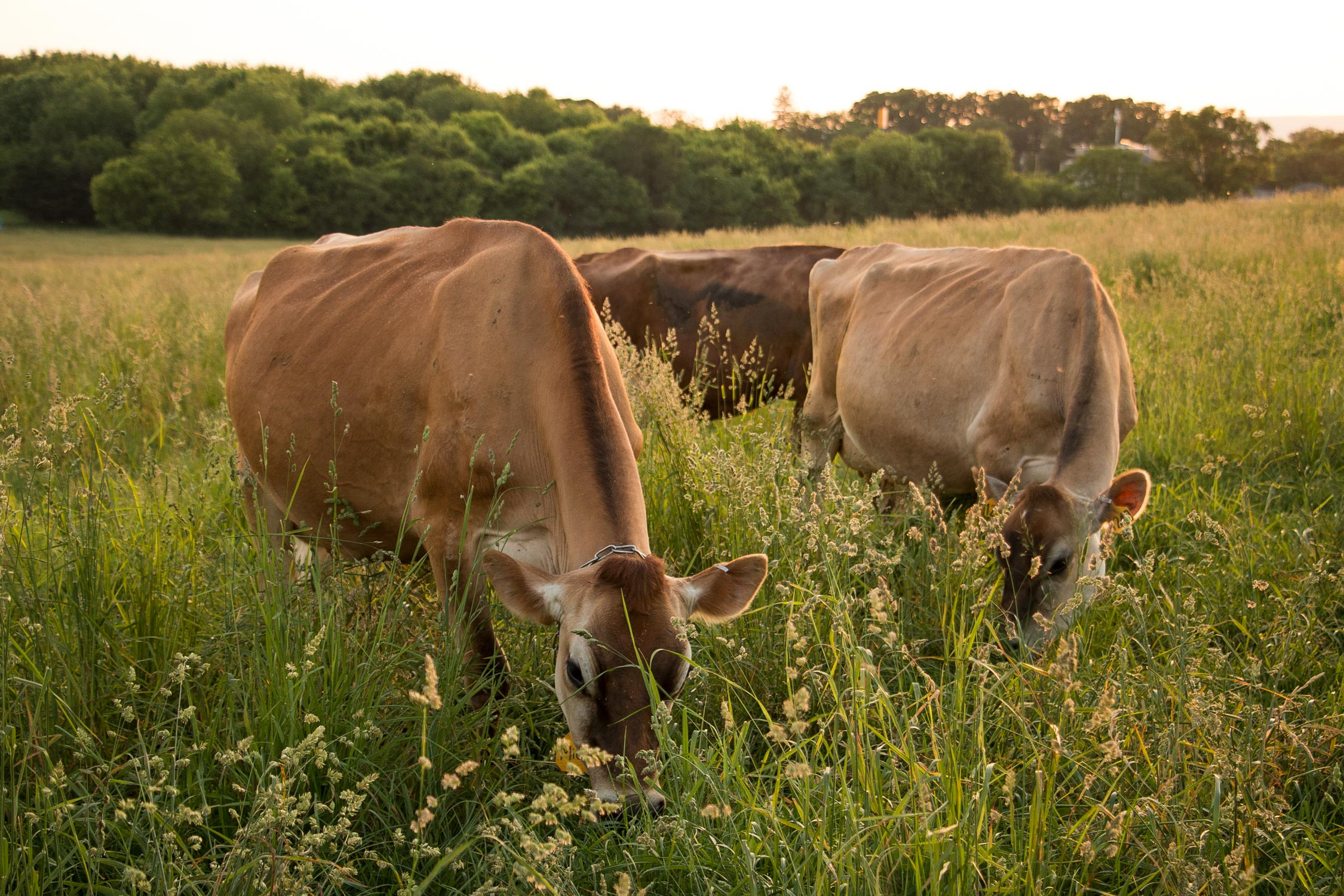Jersey cows grazing to their hearts content in the evening pasture.
