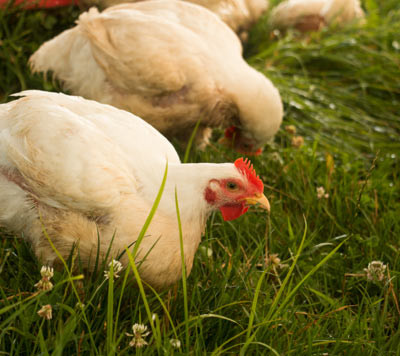 Pastured Chicken