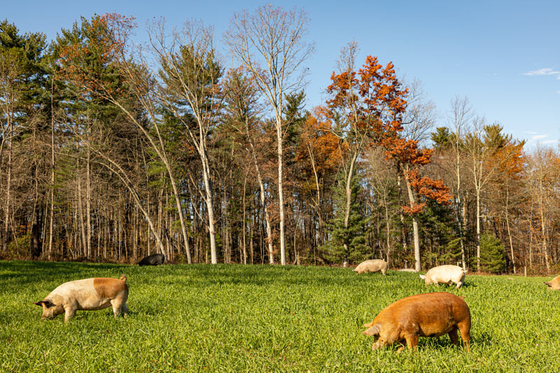 Pork now CORN-FREE as well as free from all Soy, Chemicals, GMOs, Antibiotics, etc.