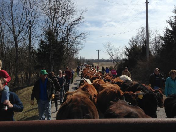 The Cattle Drive