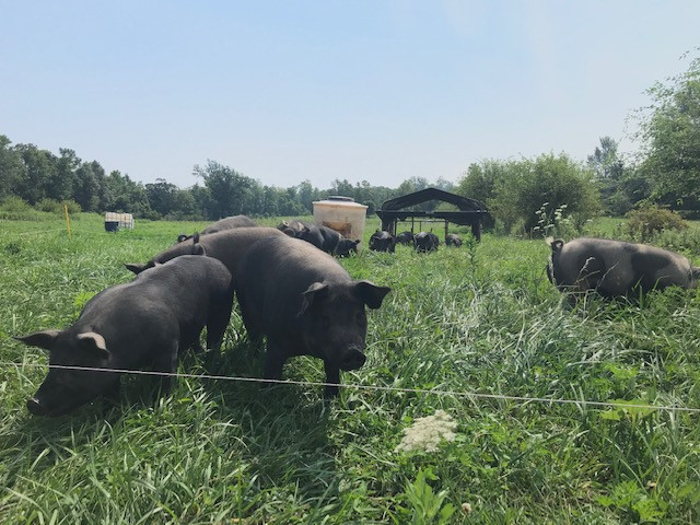 How Far Did Your Pork Chop Travel?