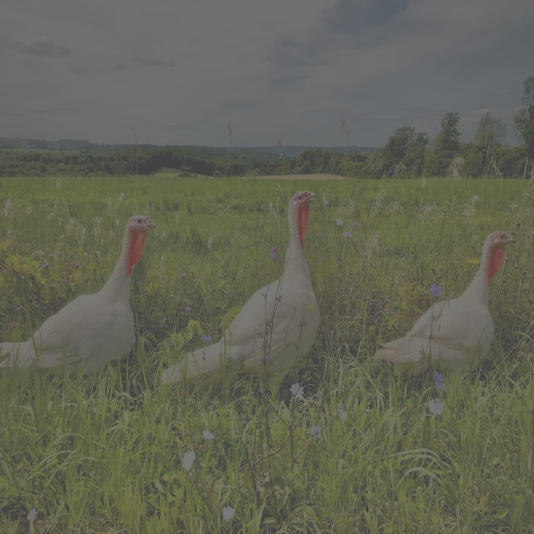 Holiday Turkeys