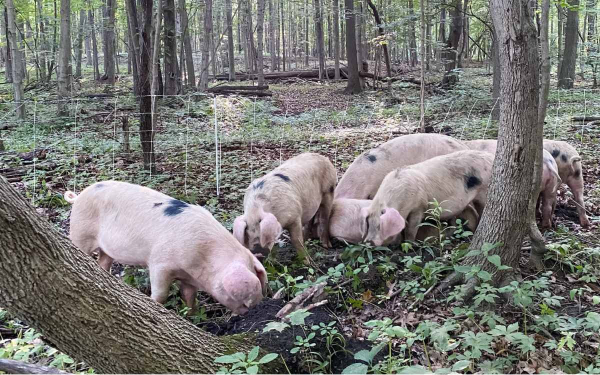 pork-pigs-pasture-raised-organic-bacon.jpeg
