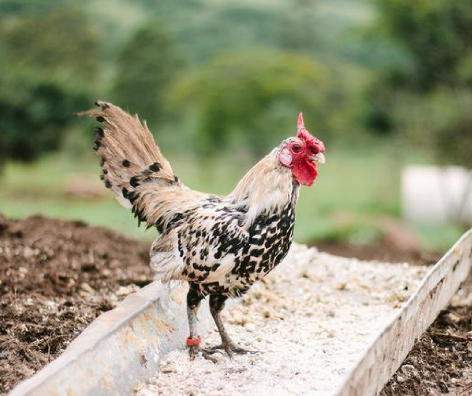 The chicken people think they’re eating doesn’t exist