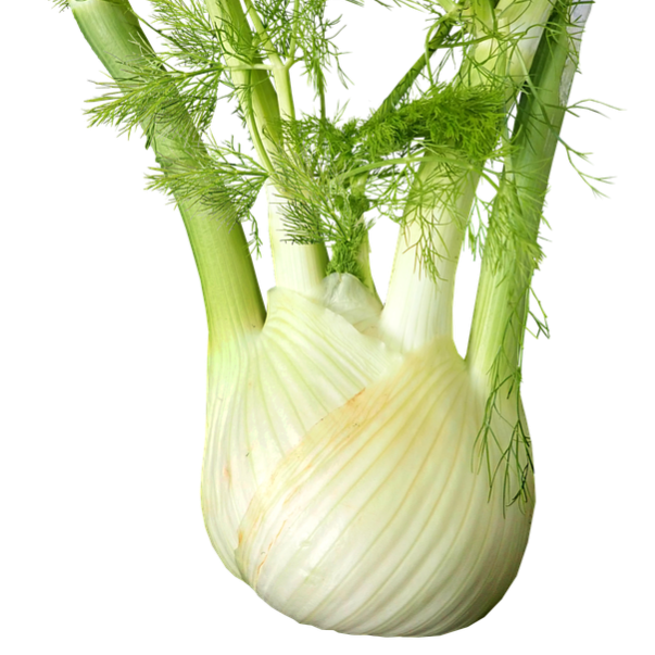 Fennel Bulbs, Organic Treebird Family Market