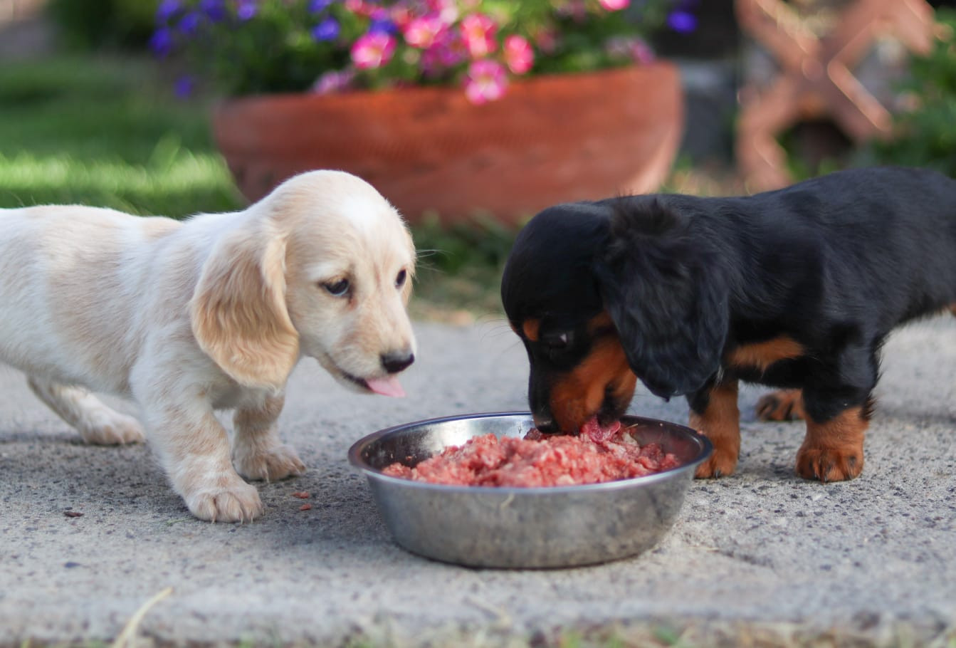 Green Tripe – The Superfood Your Dog Will Love