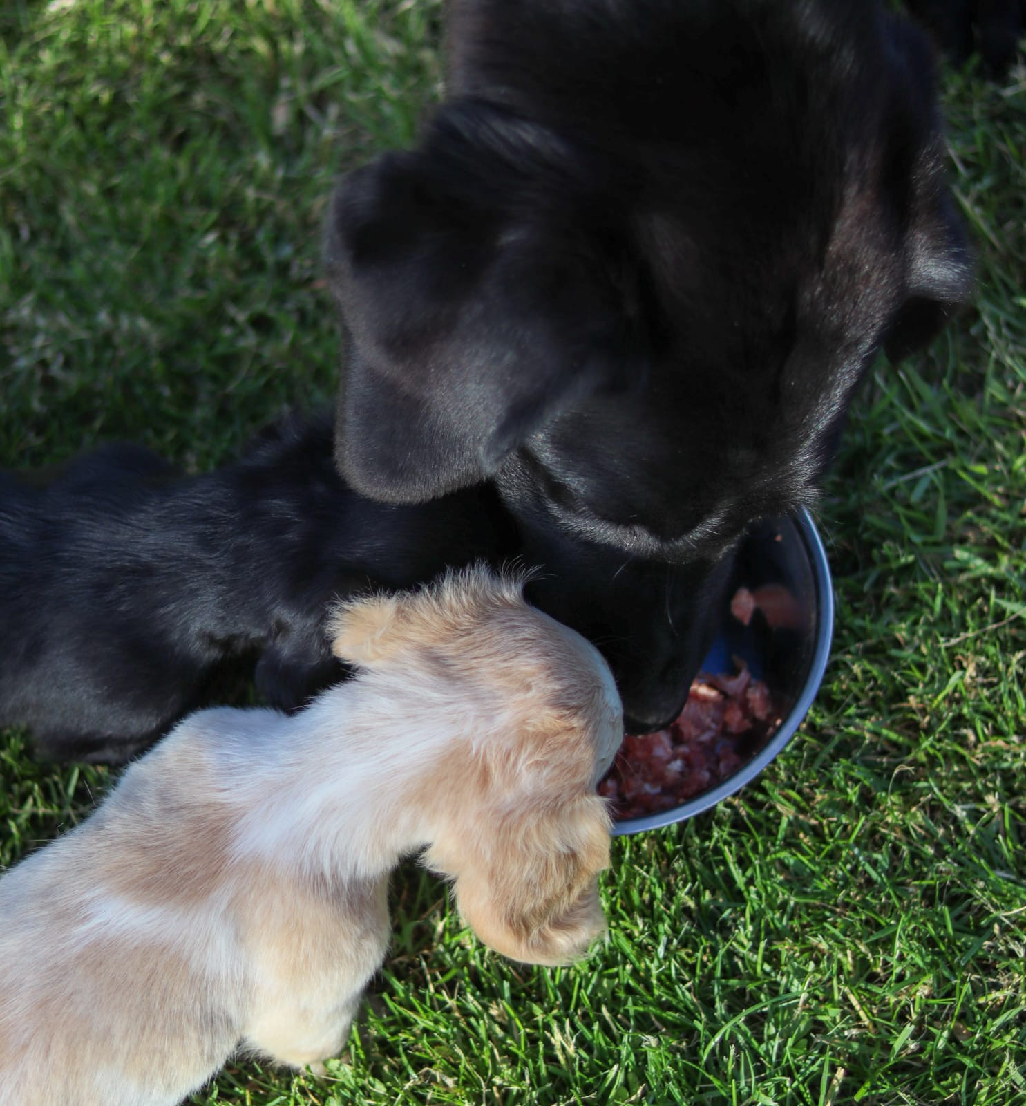 Top Tips for Transitioning to Raw Dog Food