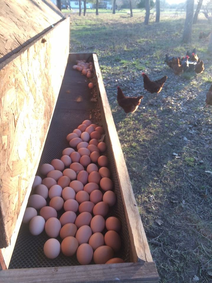 Turkey Hollow Farm Turkey Hollow Farm