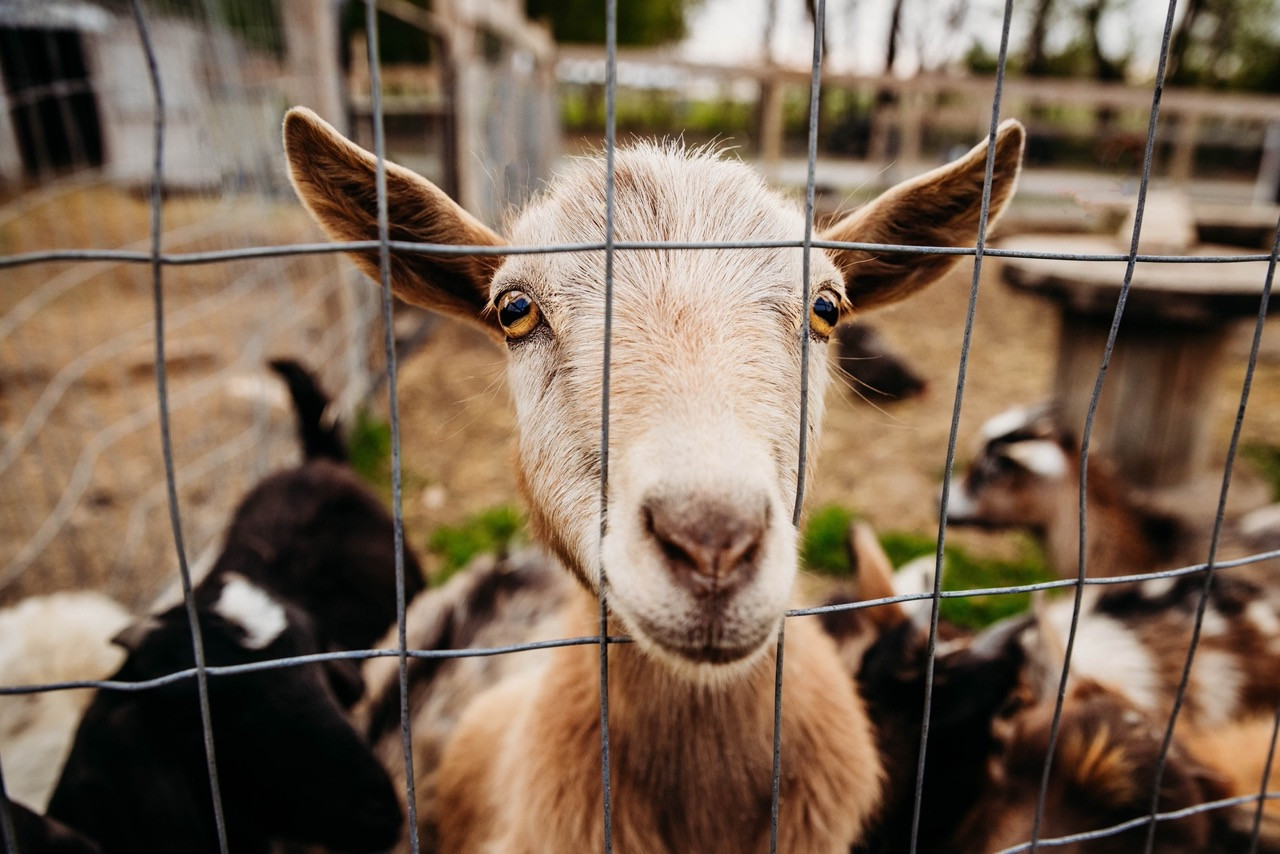 Farm Tours
