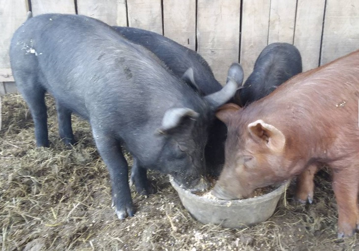 Feeder Pig Deposit Woodland Ridge Farm Learning Center