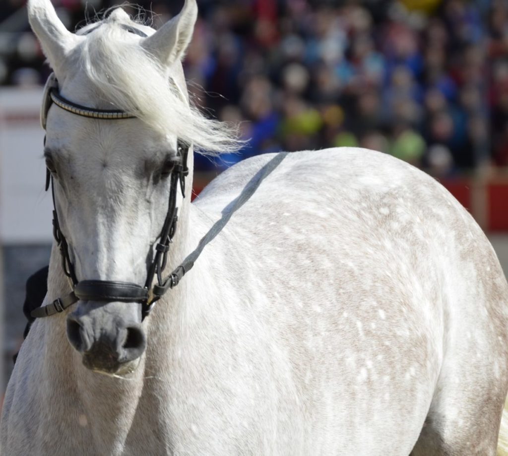 Scottsdale Arabian Horse Show Coupon Green Vacation Deals